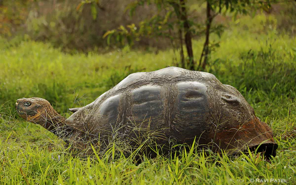 tortoise Animal galápagos tortoise HD Desktop Wallpaper | Background Image