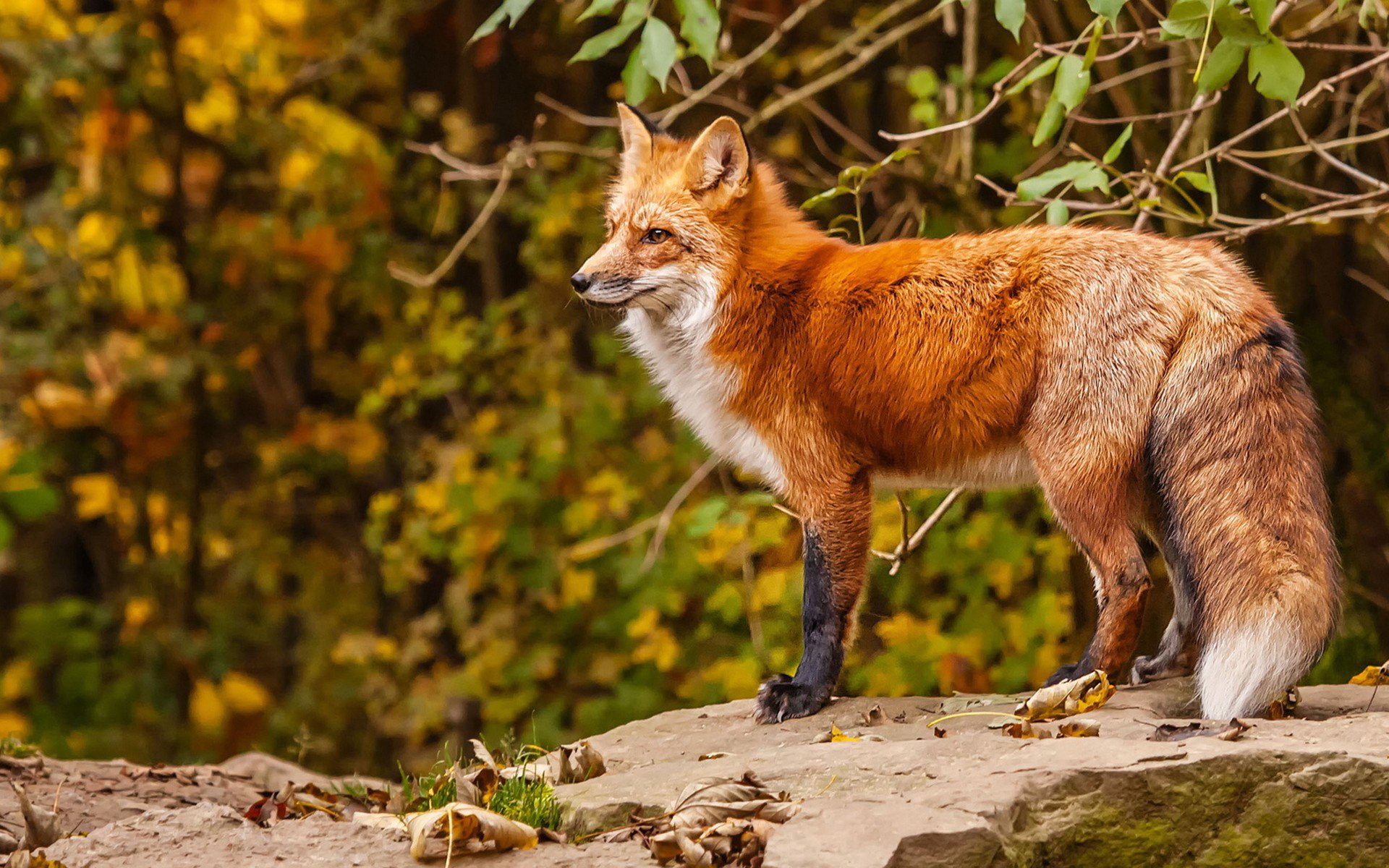 A vibrant fox stands on a rocky ledge, surrounded by lush autumn foliage, showcasing its rich colors. This image serves as a captivating HD desktop wallpaper and background.