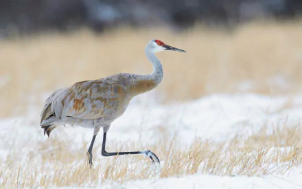 bird Animal Sandhill Crane HD Desktop Wallpaper | Background Image