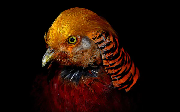 Close-up of a golden pheasant bird with vibrant orange and red feathers, captured in high detail against a dark background as an HD PC desktop wallpaper.