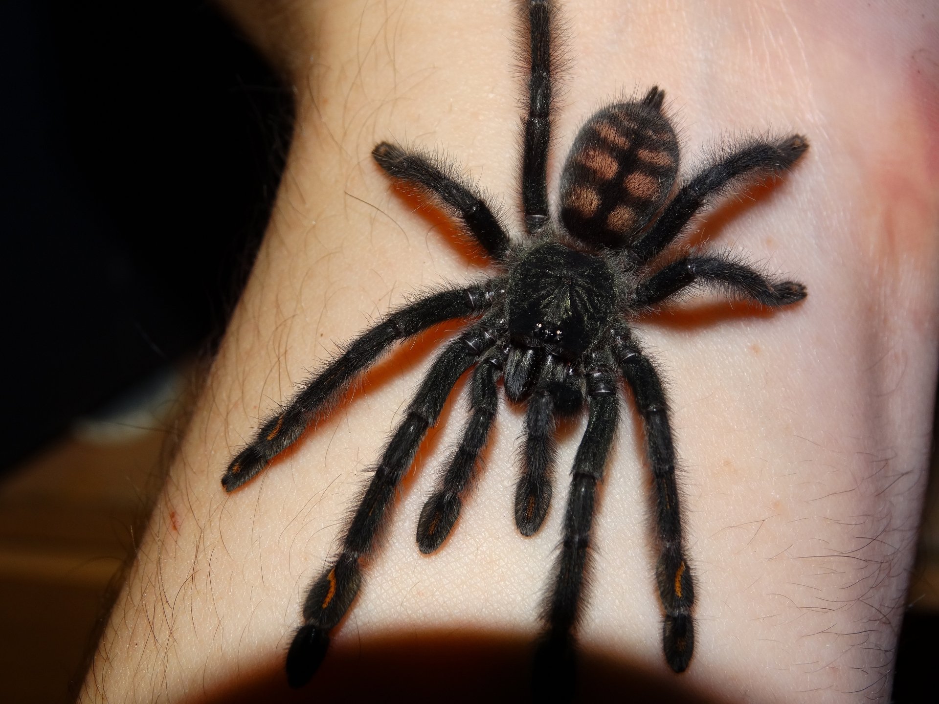 Download Animal Spider 4k Ultra HD Wallpaper
