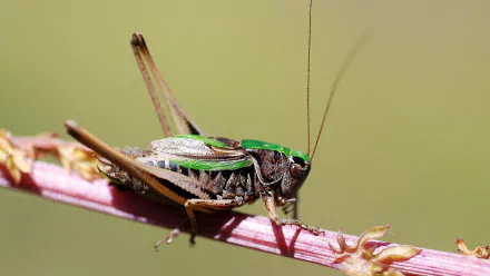  Bog Bush-cricket