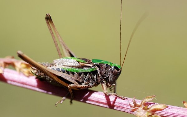 Animal Cricket Insects HD Wallpaper | Background Image