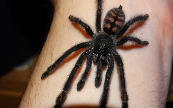 Animal spider HD Desktop Wallpaper | Background Image
