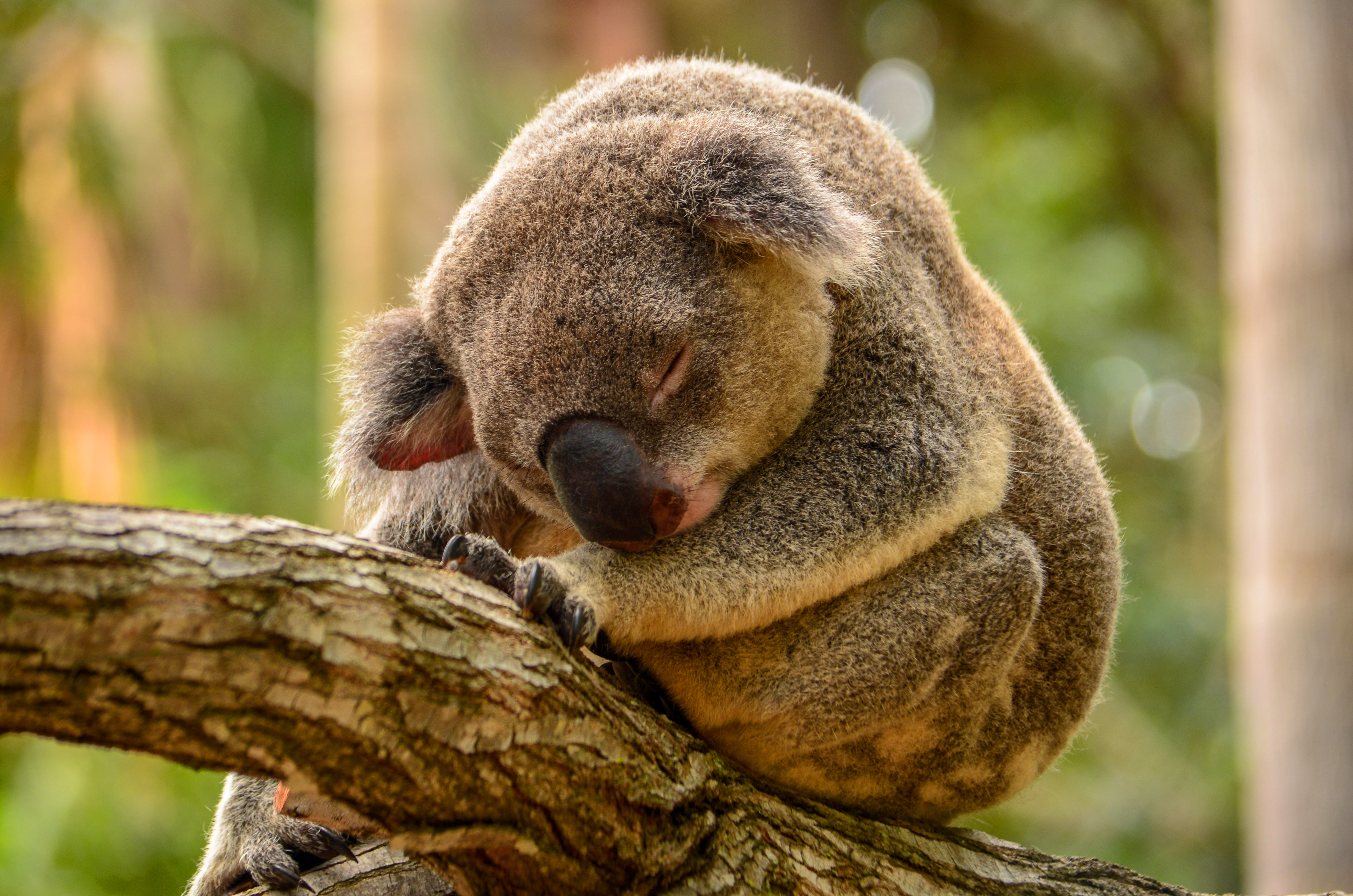 Koala Sleeping Wallpaper