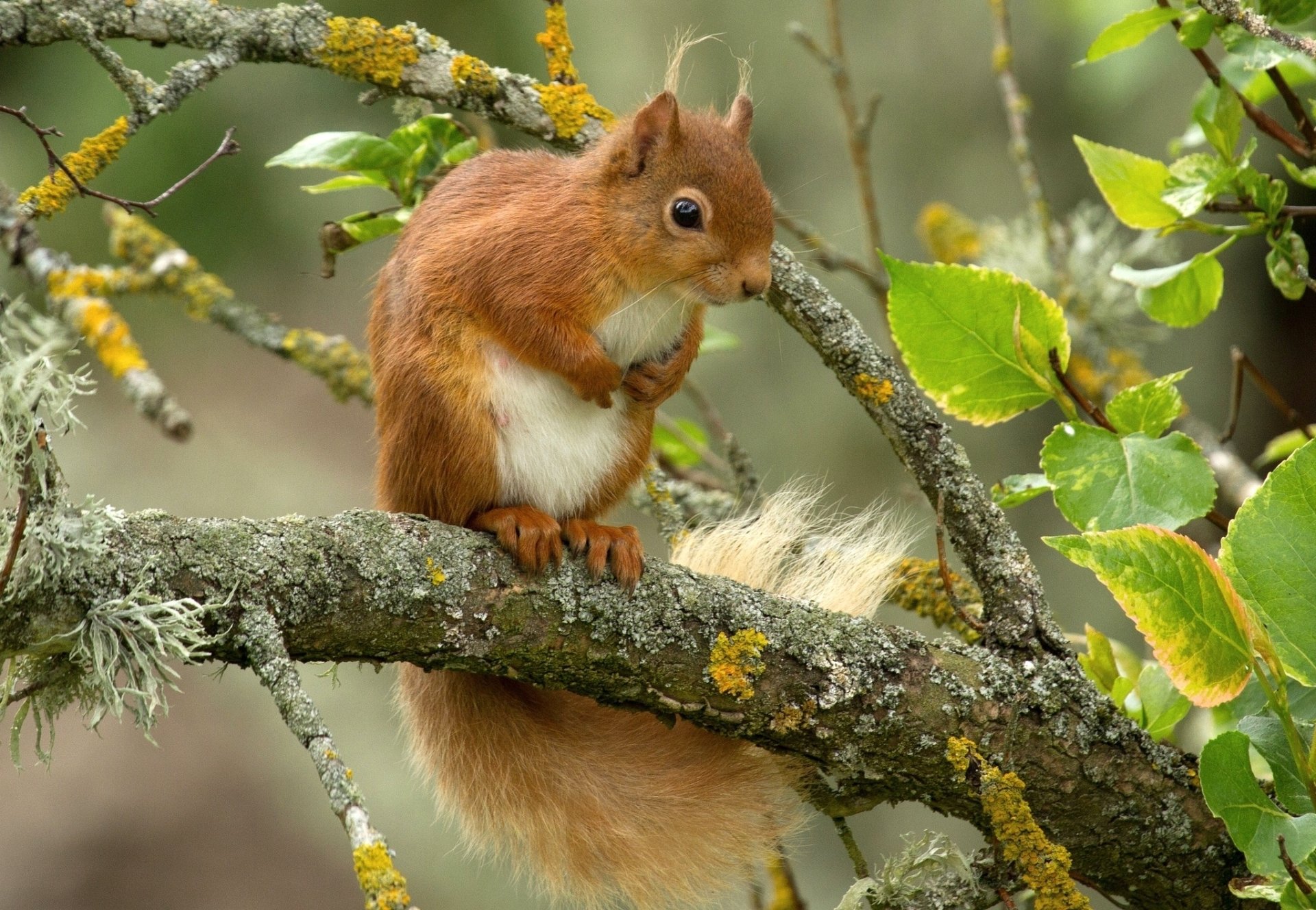 Download Funny Branch Animal Squirrel HD Wallpaper