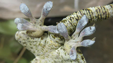 Animal gecko HD Desktop Wallpaper | Background Image