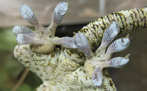 Animal gecko HD Desktop Wallpaper | Background Image