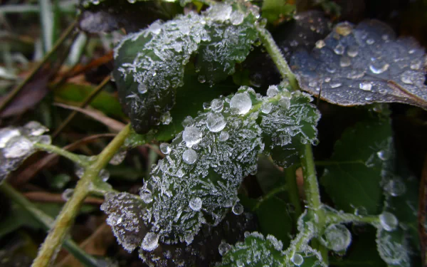 nature ice HD Desktop Wallpaper | Background Image