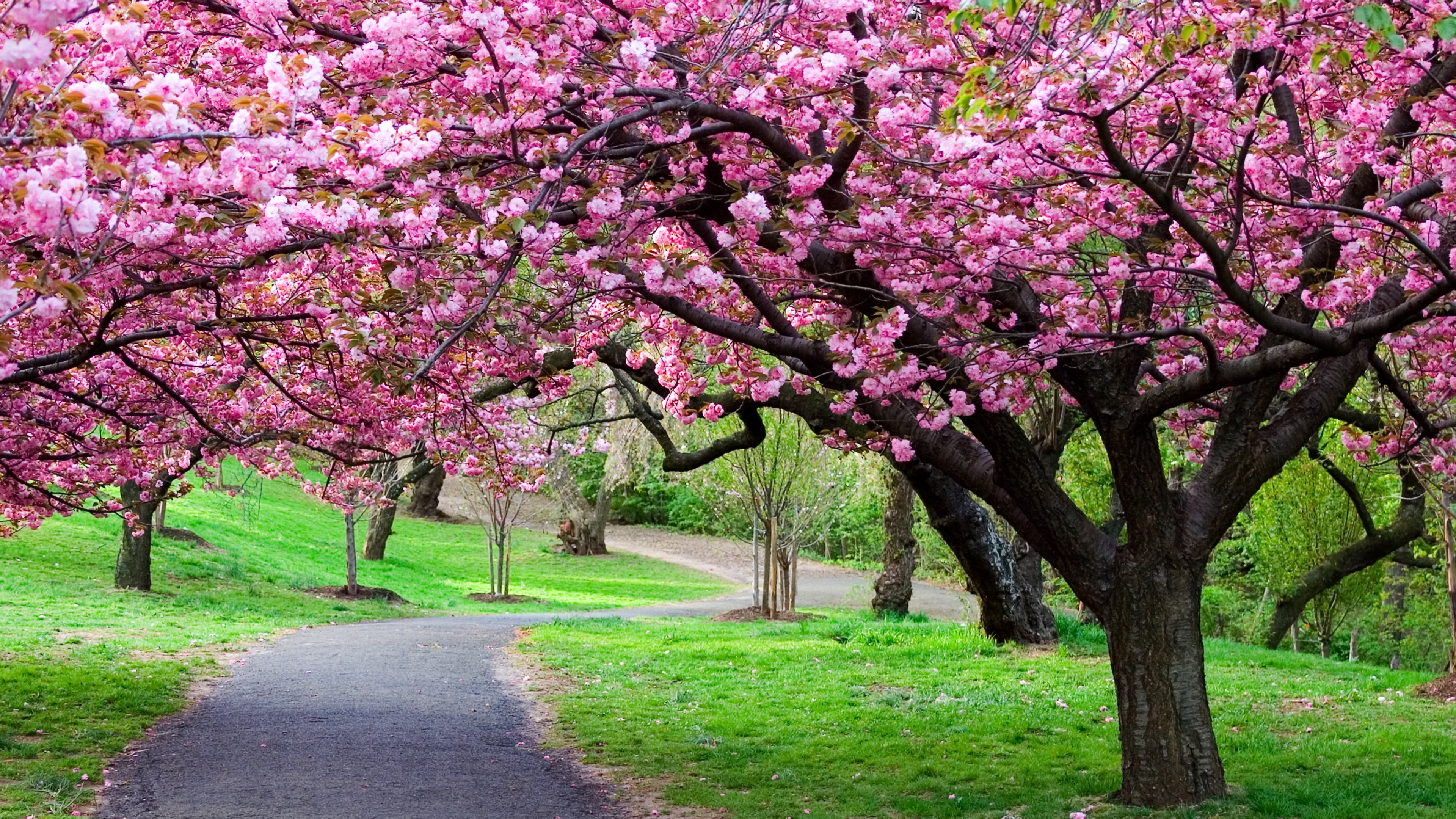 spring trees wallpaper