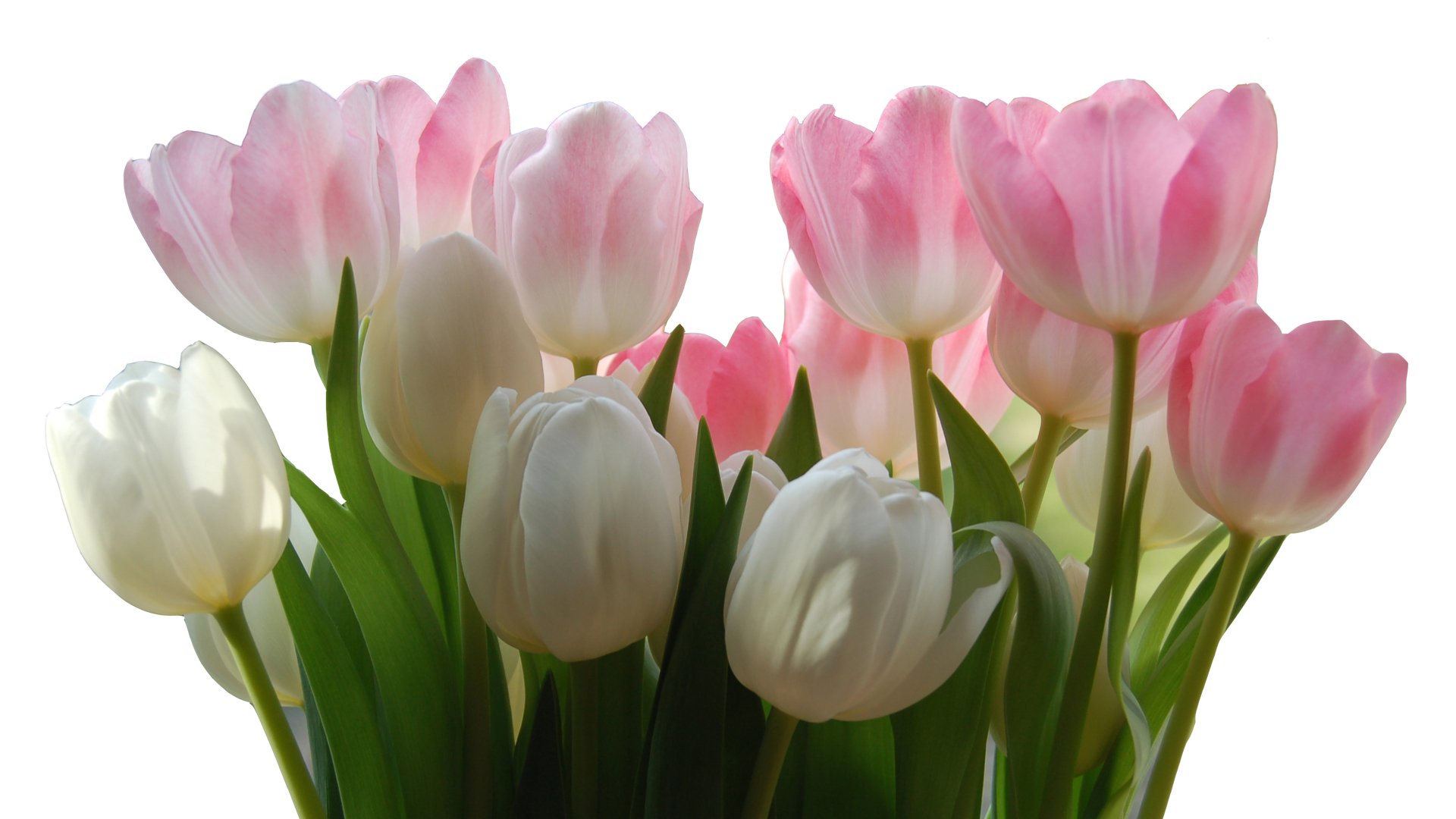 Stunning Tulip Blooms - 4K Ultra HD Nature Wallpaper