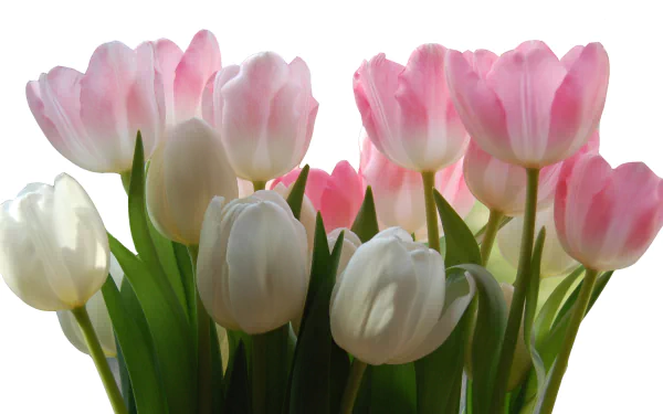 nature tulip HD Desktop Wallpaper | Background Image