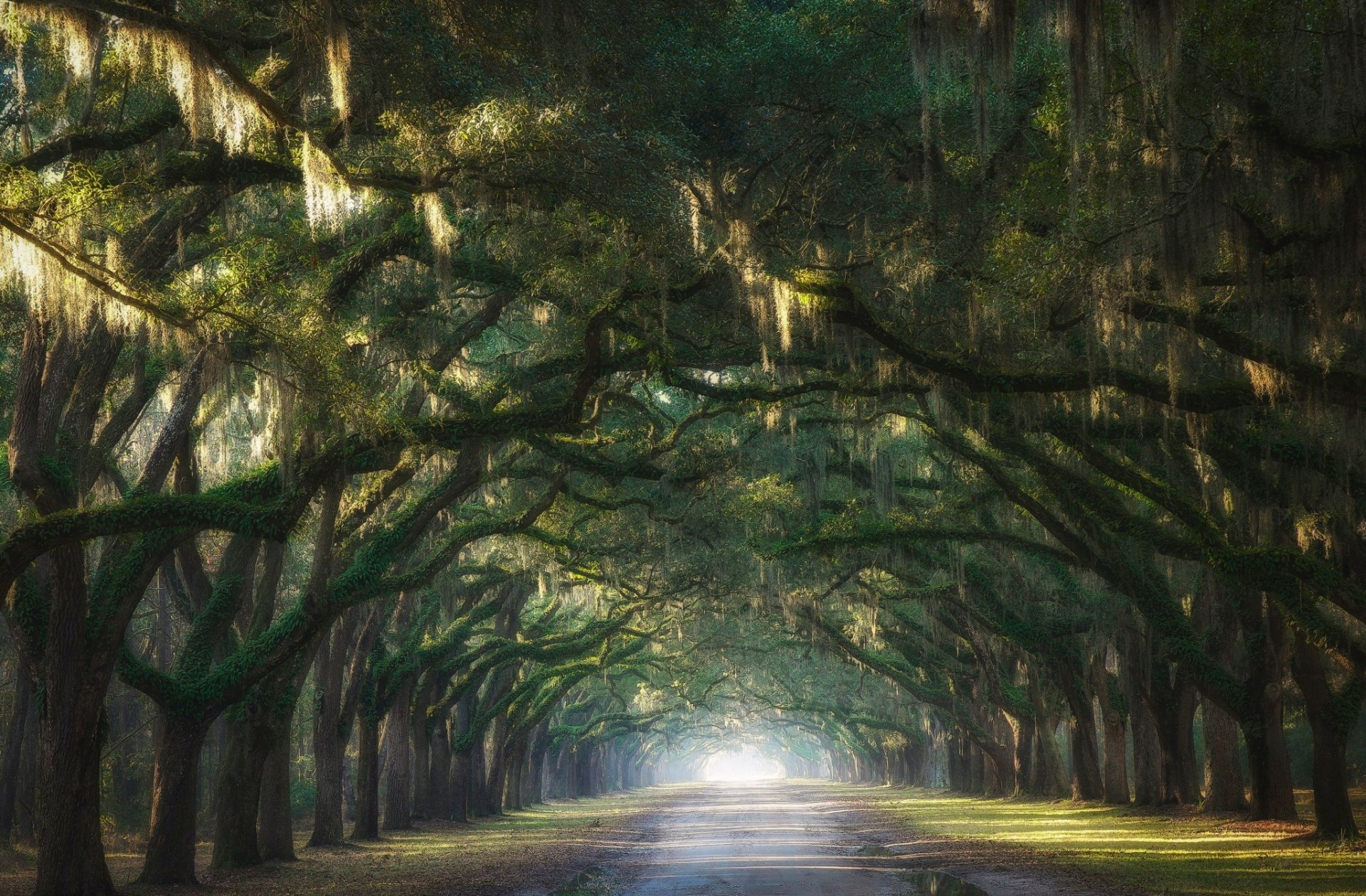 HD desktop wallpaper of a man-made alley where large trees arch over a road, creating a tunnel of greenery with light shining at the end.