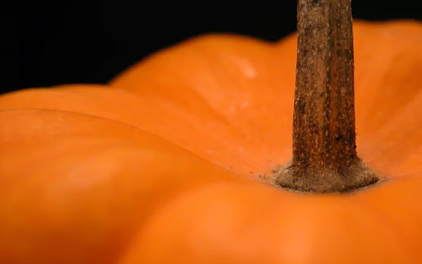 food pumpkin HD Desktop Wallpaper | Background Image