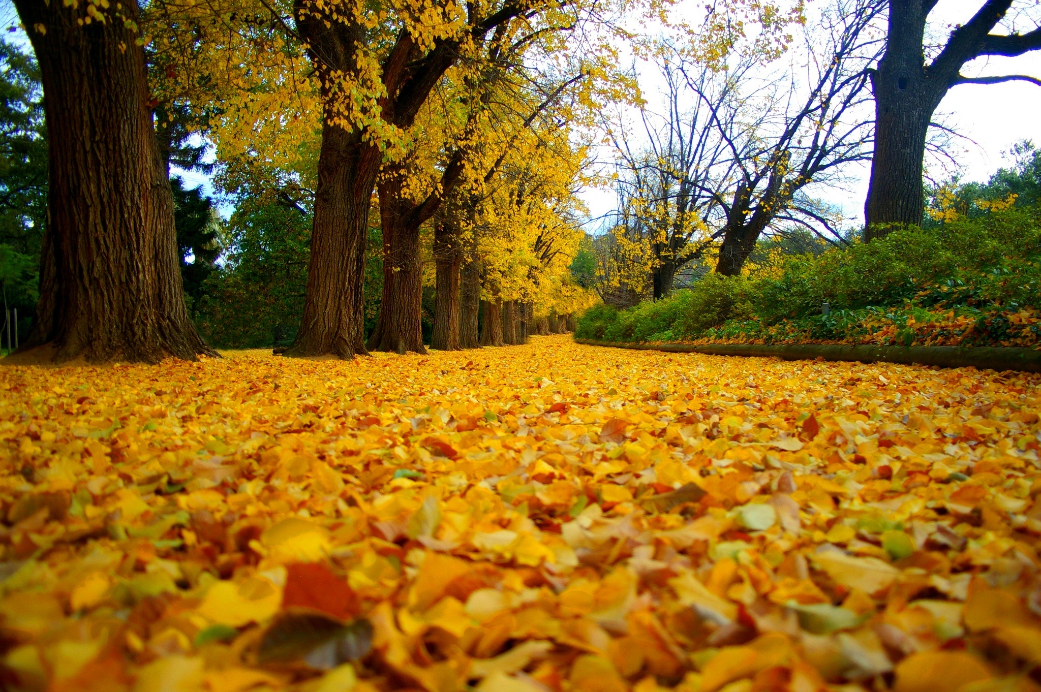 Парк с опавшими листьями