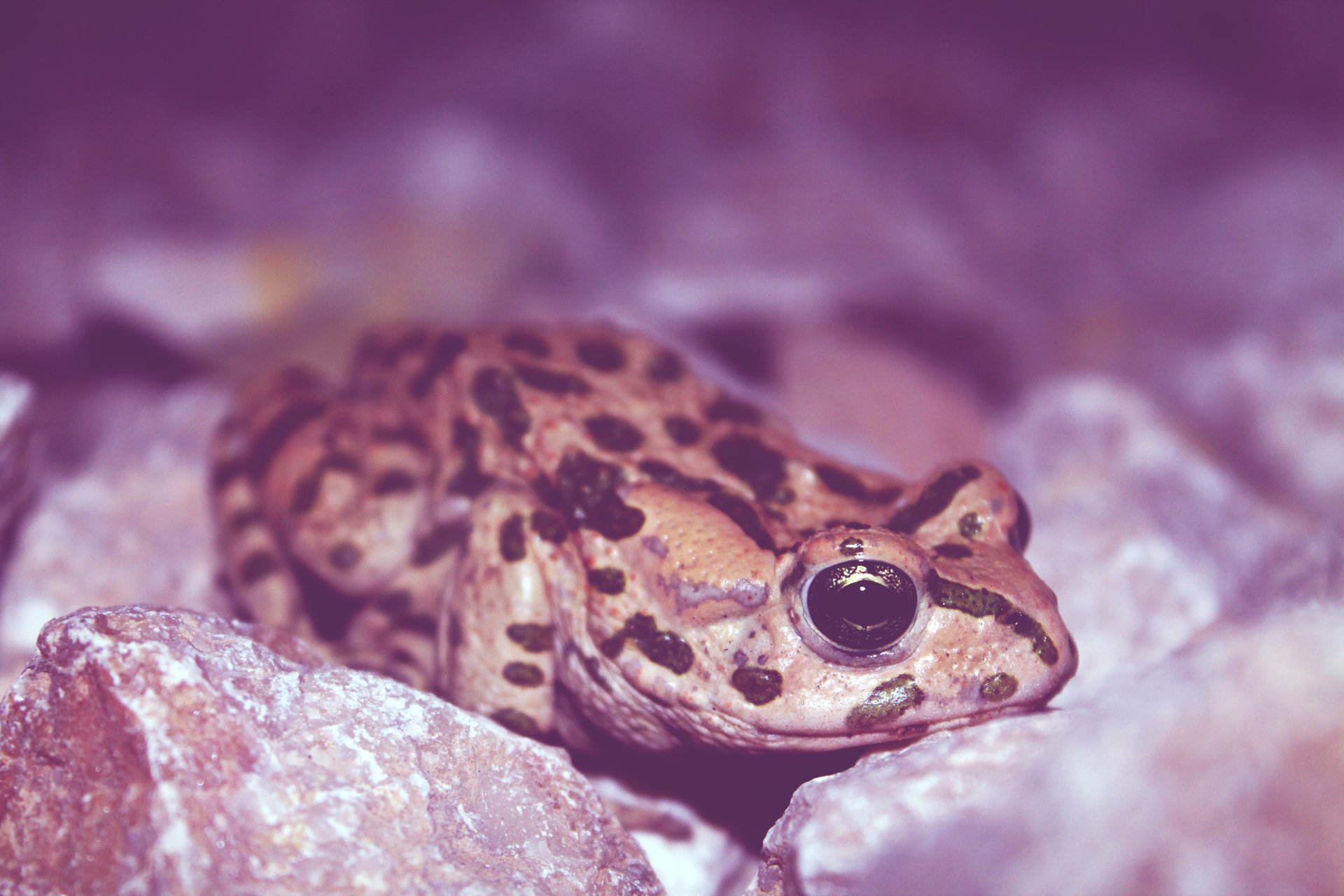 Frog 4k Ultra HD Wallpaper | Background Image | 4272x2848