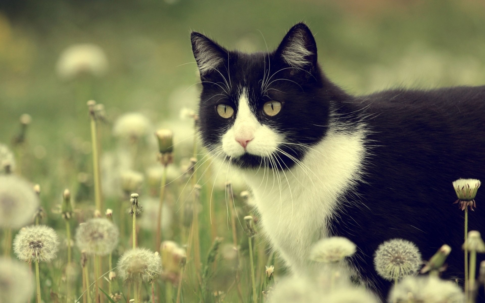 HD PC desktop wallpaper featuring a black and white cat standing among dandelions in a soft, natural outdoor setting.