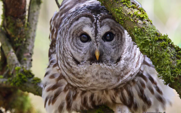 tawny owl moss bird owl branch Animal barred owl HD Desktop Wallpaper | Background Image