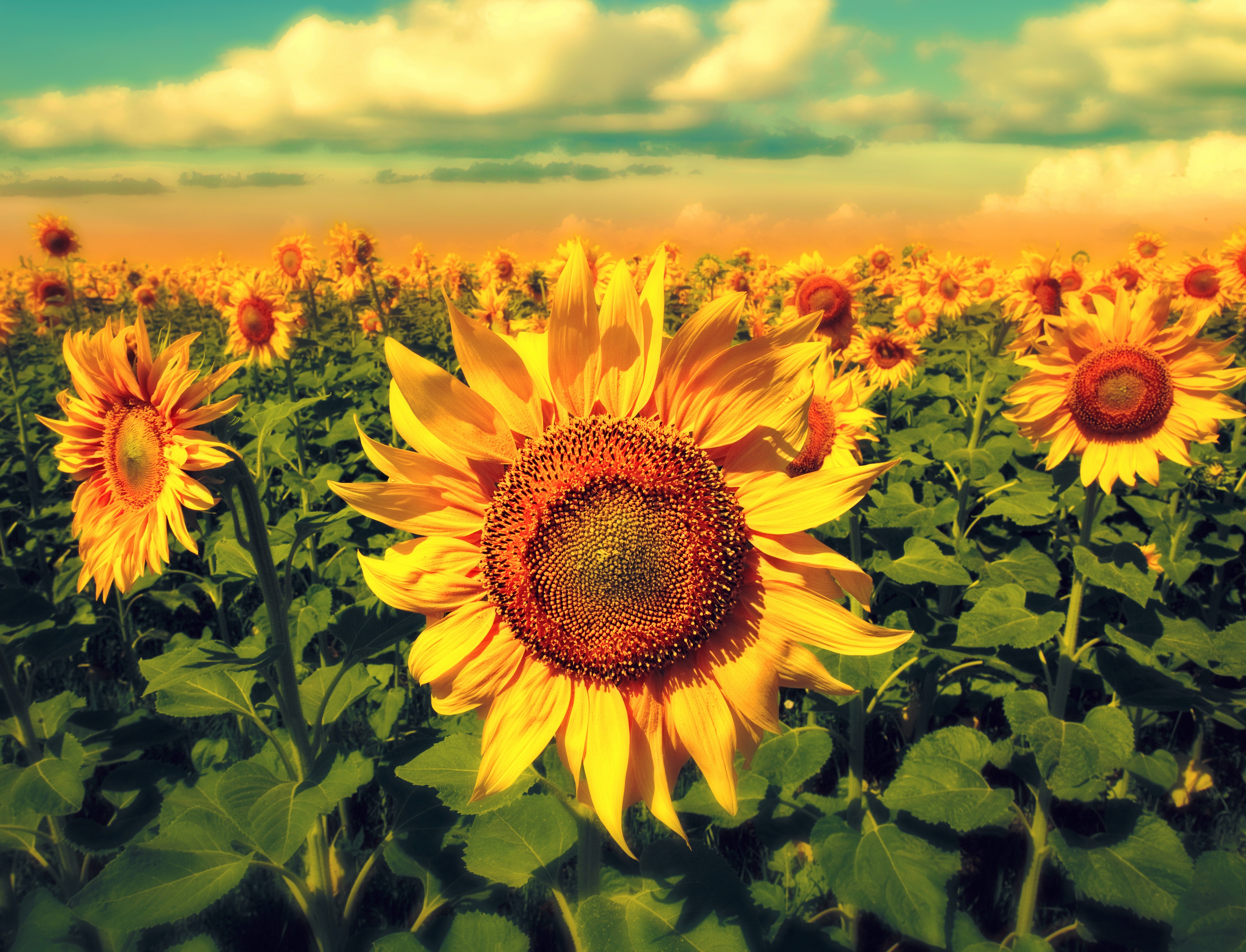 Sunflower 4k Ultra HD Wallpaper and Background Image | 5000x3819 | ID