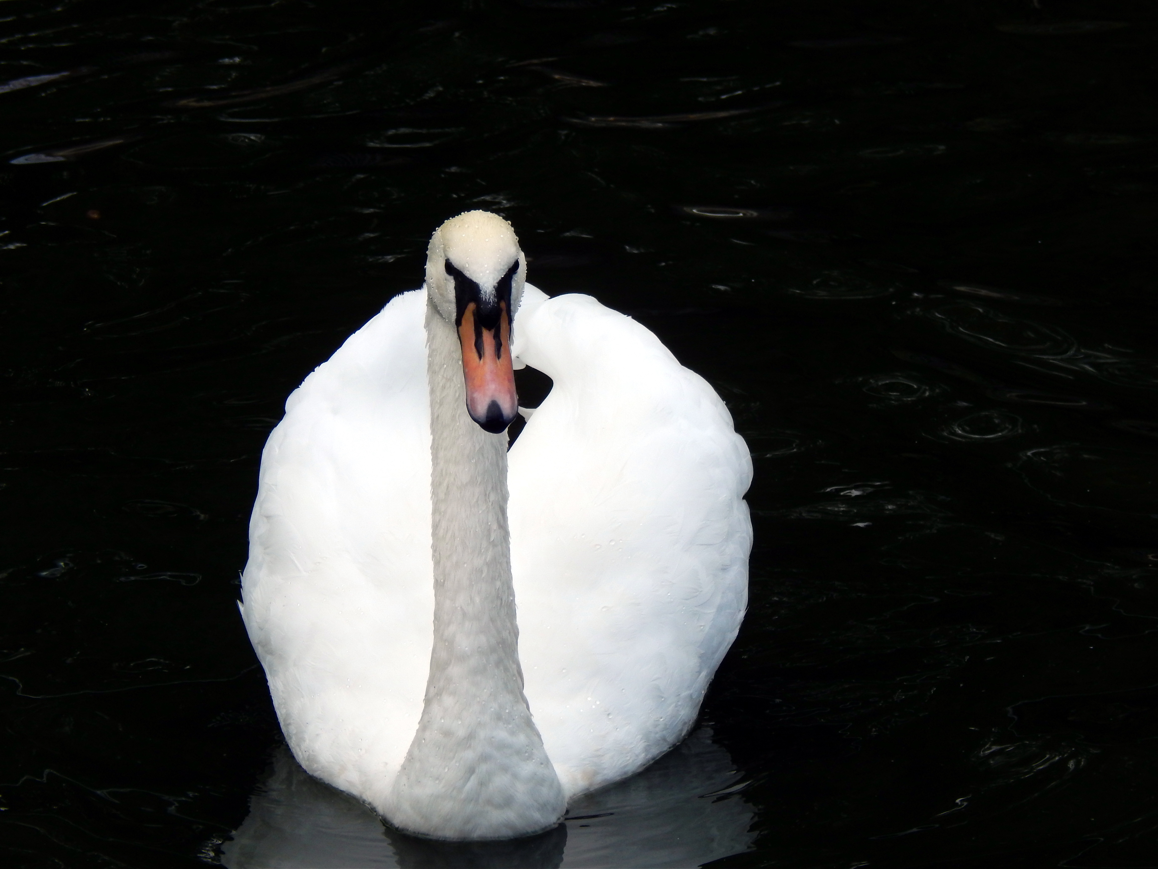 Mute Swan 4k Ultra HD Wallpaper | Background Image | 4608x3456