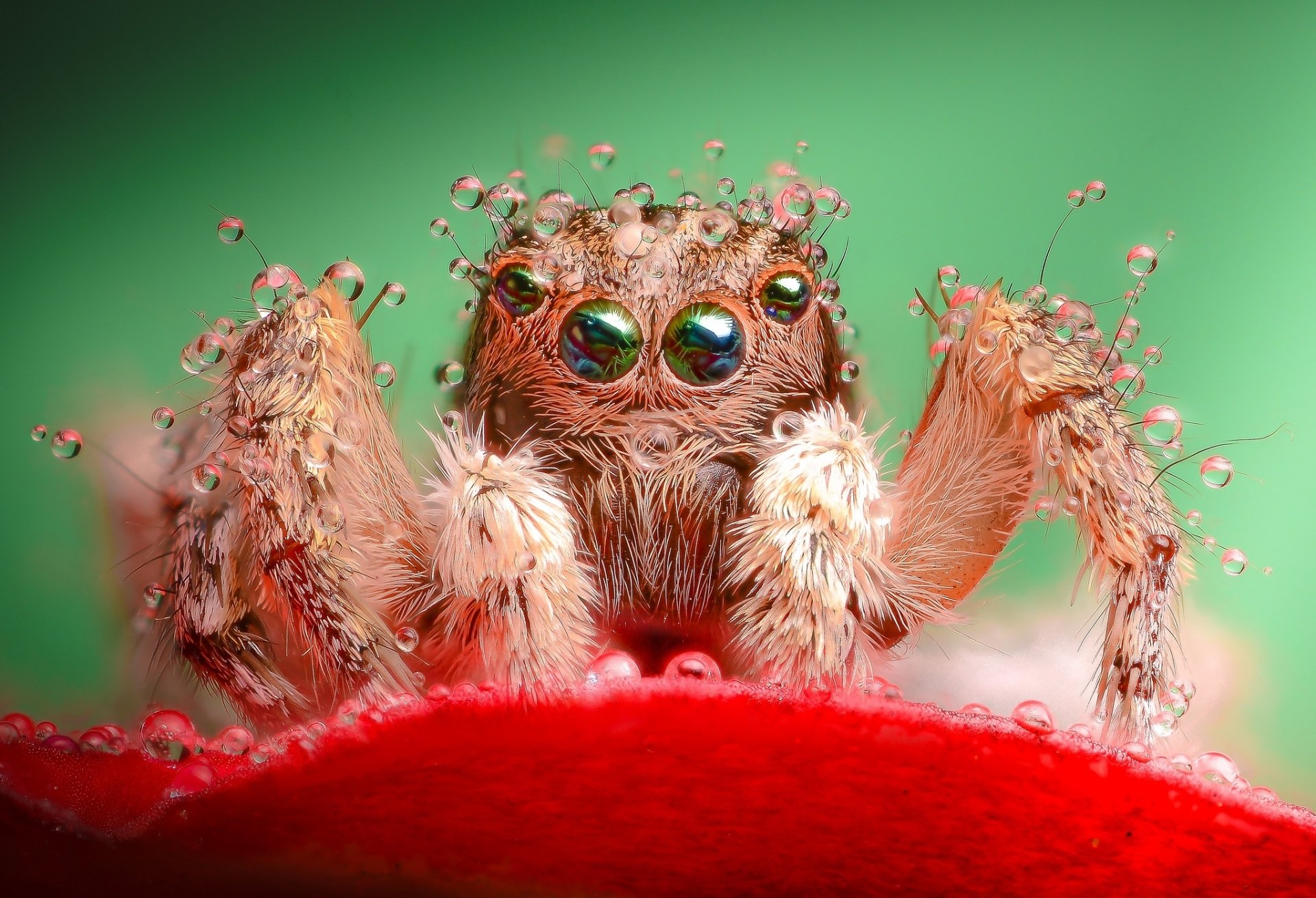 HD desktop wallpaper of a close-up jumping spider with detailed eyes and fuzzy legs, set against a vibrant green background.