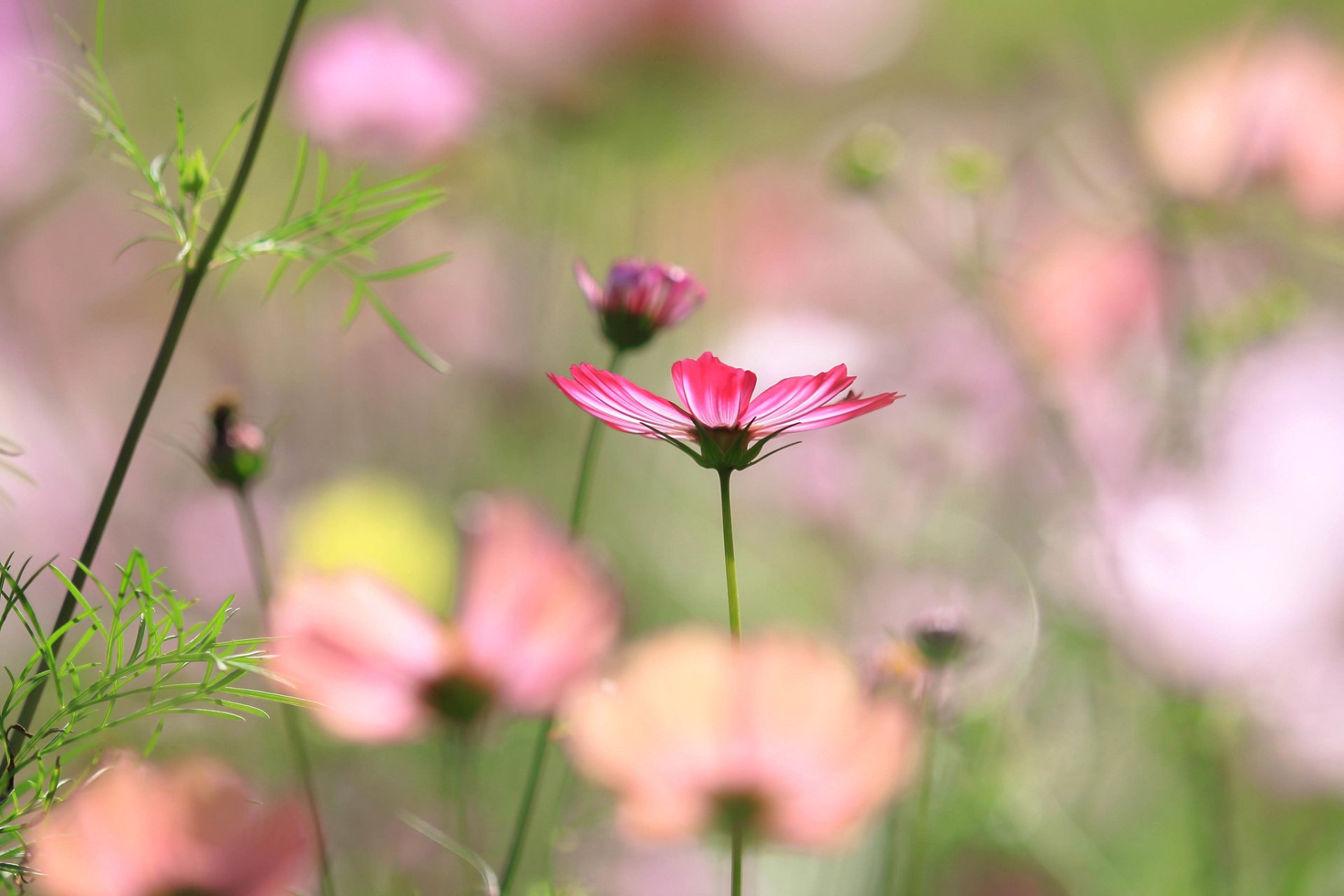 Download Nature Cosmos (Plant) HD Wallpaper