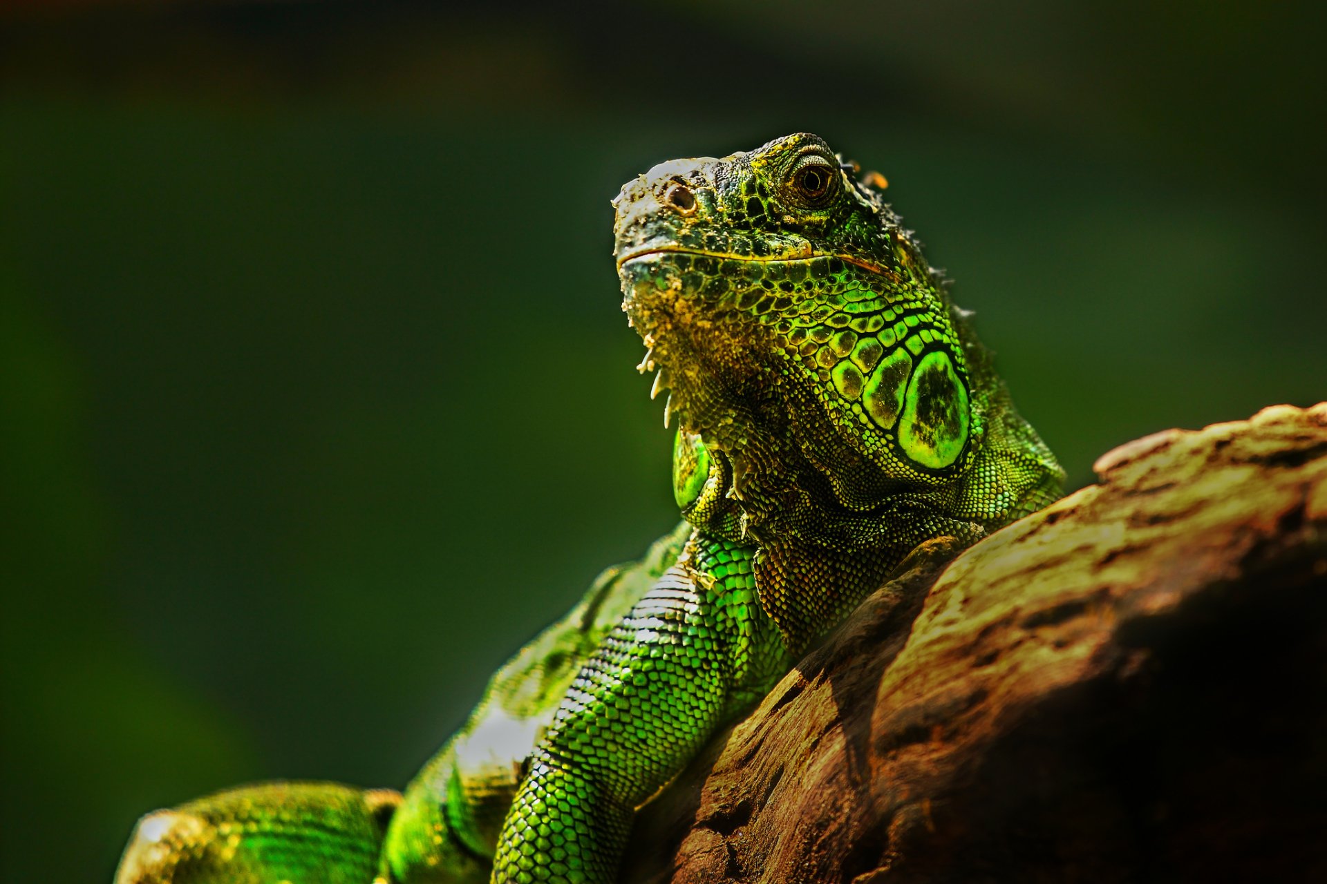 Download Animal Iguana HD Wallpaper by Keris Tuah