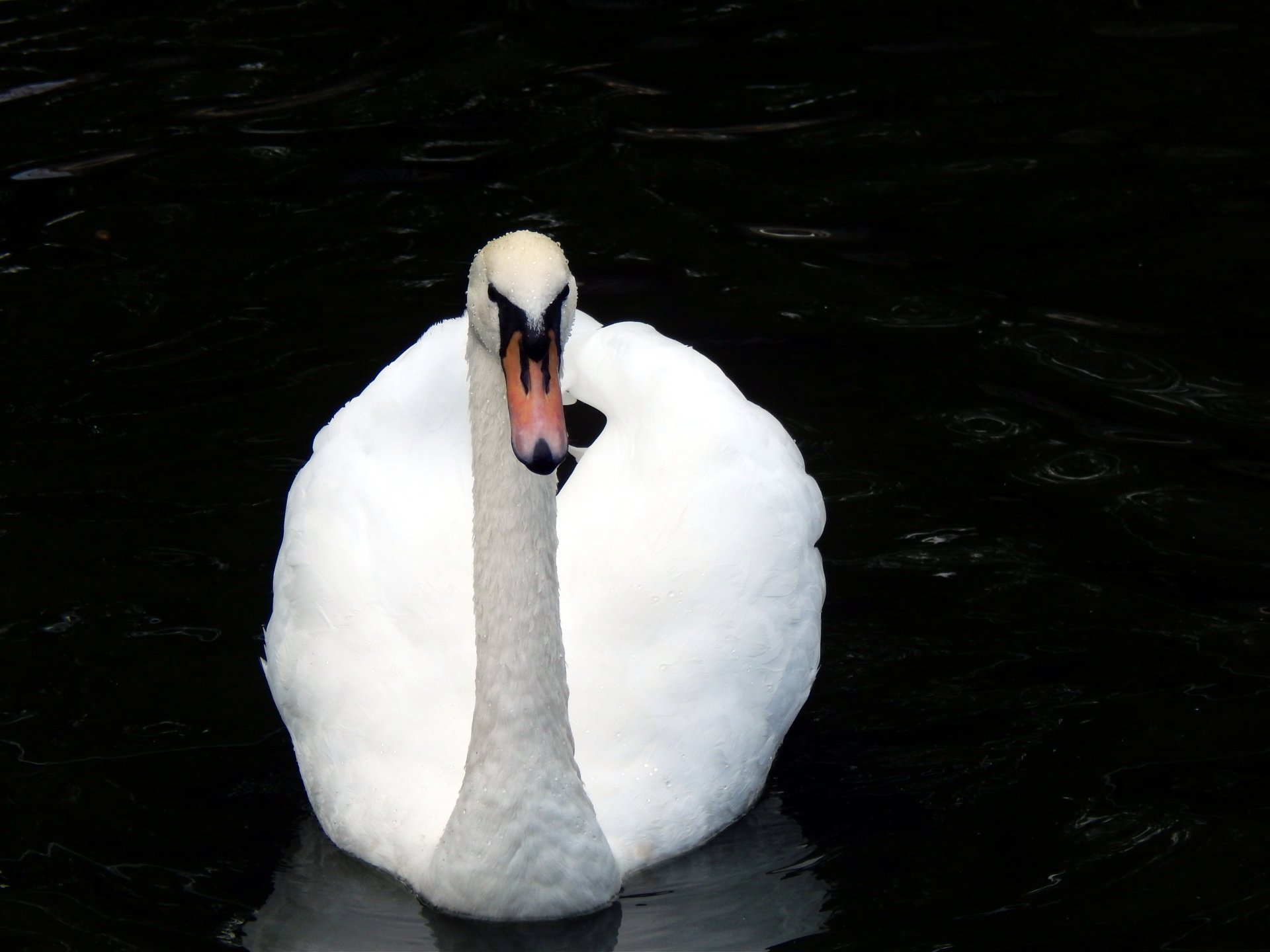 Download Animal Mute Swan 4k Ultra HD Wallpaper