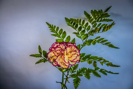 HD PC desktop wallpaper of a yellow carnation edged in magenta, nestled among fern leaves against a soft blue background — nature-themed.