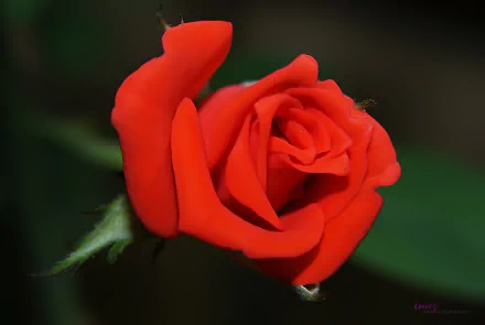 red flower red rose petal nature rose HD Desktop Wallpaper | Background Image