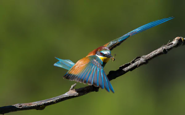 Vibrant bee-eater bird alighting on a twig, wings spread to reveal turquoise and chestnut plumage — 4K Ultra HD PC desktop wallpaper background.