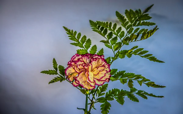HD PC desktop wallpaper of a yellow carnation edged in magenta, nestled among fern leaves against a soft blue background — nature-themed.