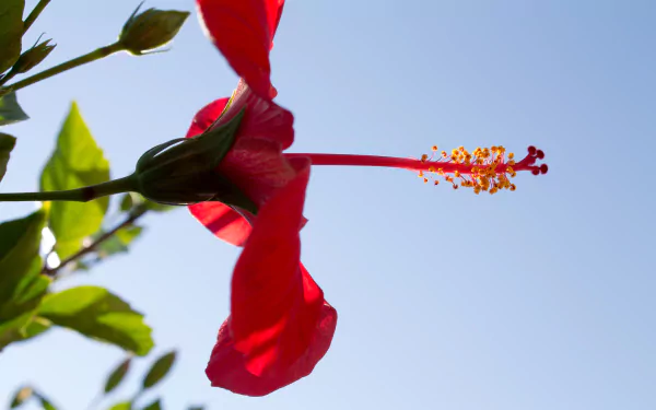 nature hibiscus HD Desktop Wallpaper | Background Image