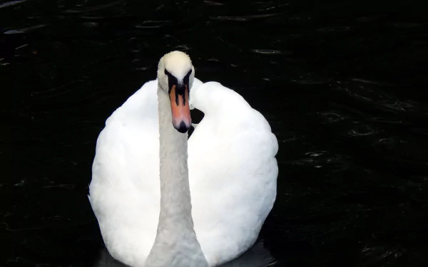 Animal mute swan HD Desktop Wallpaper | Background Image