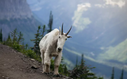 Animal mountain goat HD Desktop Wallpaper | Background Image