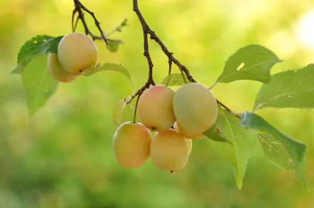 food apricot HD Desktop Wallpaper | Background Image