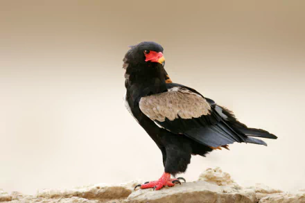 Bateleur eagle perched on a rock against a pale backdrop, black plumage with gray wing patches and red face and legs — 5K Ultra HD PC desktop wallpaper.