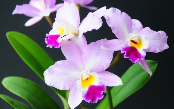 Nature Orchid Flowers HD Wallpaper | Background Image