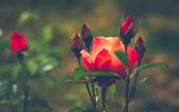 rose bush bud flower nature rose HD Desktop Wallpaper | Background Image