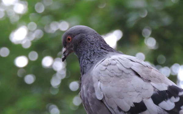 Animal pigeon HD Desktop Wallpaper | Background Image