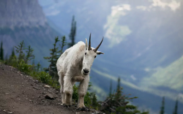 HD PC desktop wallpaper and background: animal — white mountain goat standing on a rocky alpine trail with misty mountain peaks and evergreen trees.
