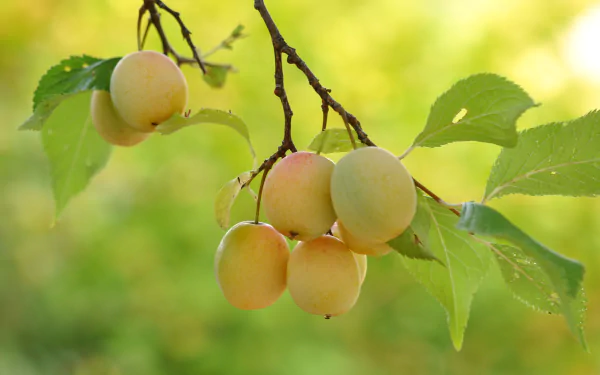 food apricot HD Desktop Wallpaper | Background Image