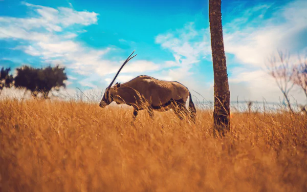 Animal Oryx HD Desktop Wallpaper | Background Image