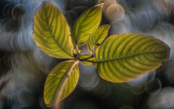  Floating in Bokeh by Rokkor Fella