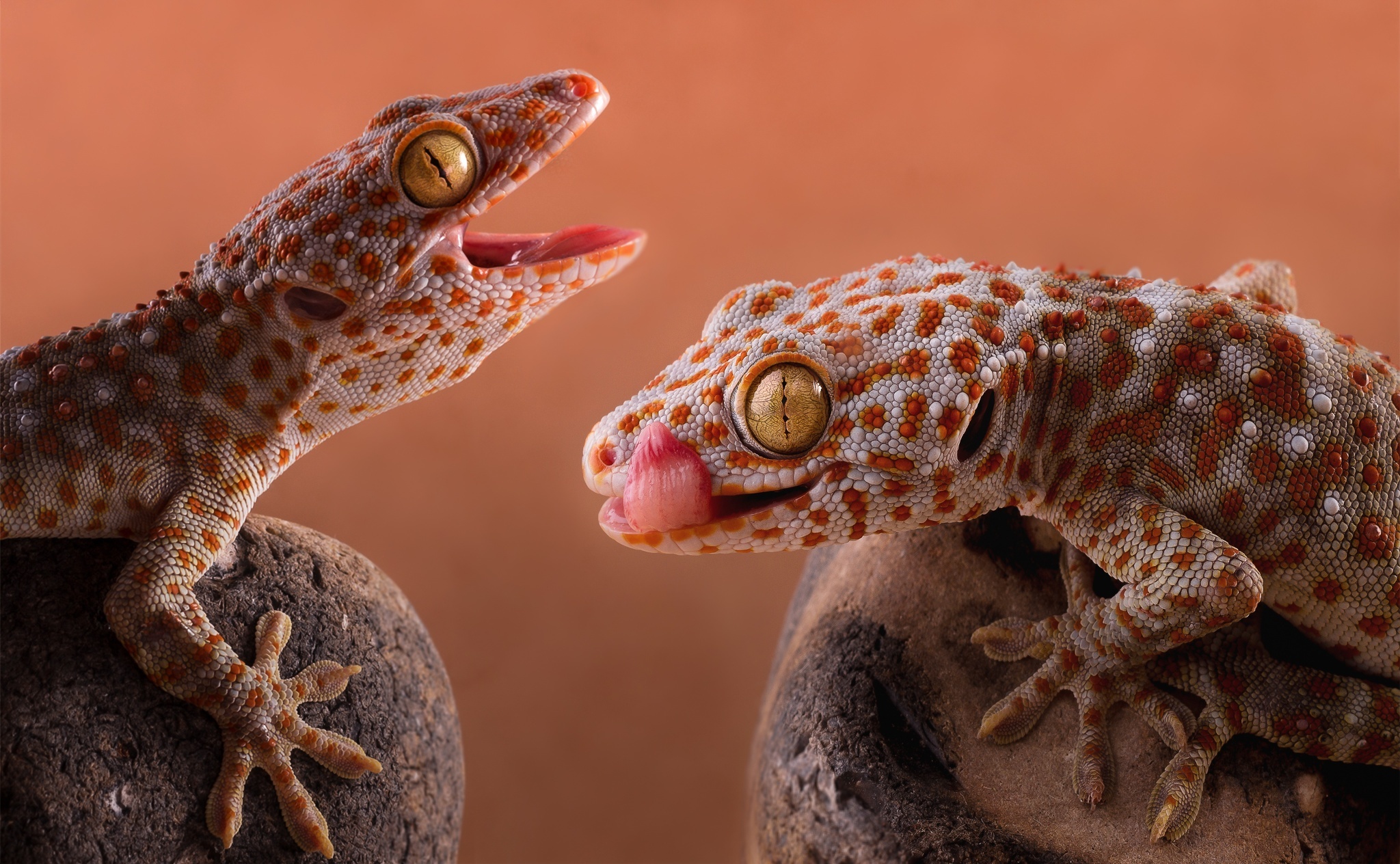 Download Animal Tokay Gecko HD Wallpaper