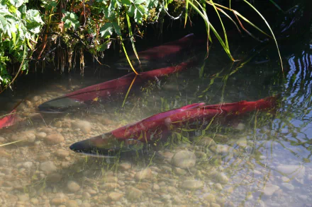  Sockeye salmon turn red when spawning