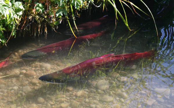  Sockeye salmon turn red when spawning