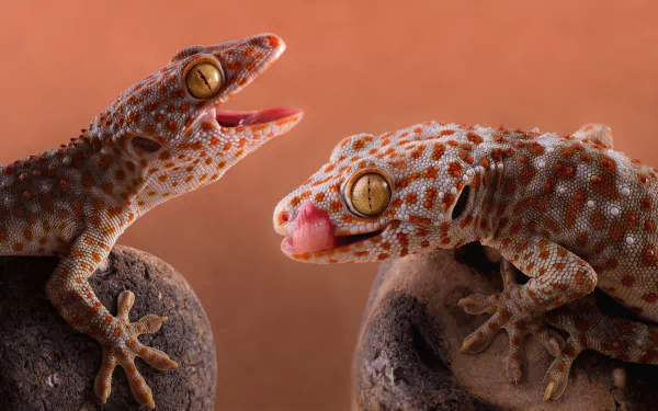 HD PC desktop wallpaper and background: two tokay geckos perched on rocks against a warm coral backdrop, close-up of textured skin, open mouths and golden eyes.