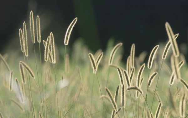 nature grass HD Desktop Wallpaper | Background Image