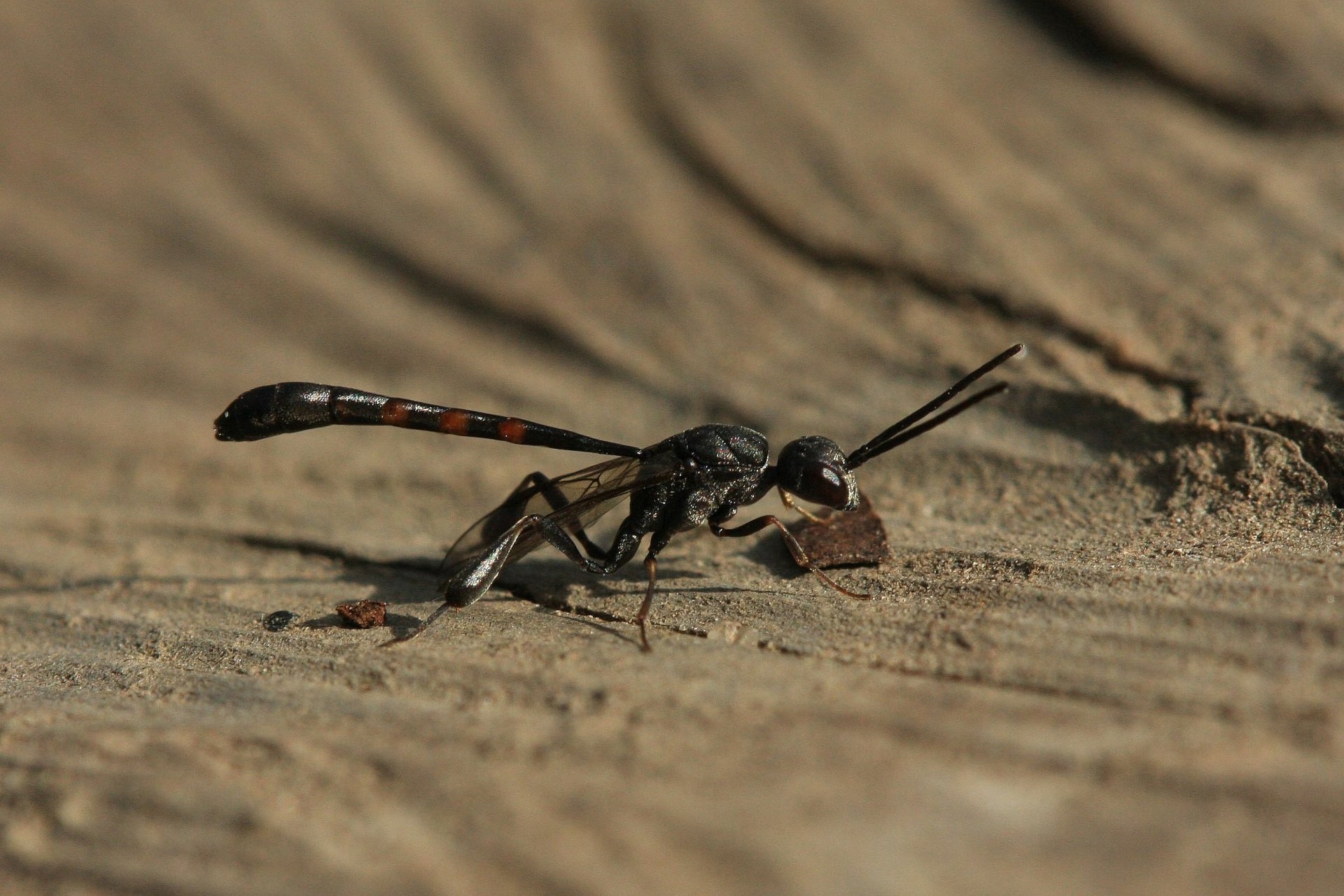 Wasp Full HD Wallpaper and Background Image | 2758x1839 | ID:574360